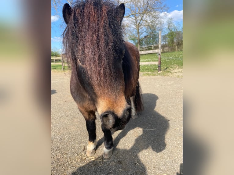 Shetland Ponys Stute 3 Jahre 93 cm Schecke in Meckenheim