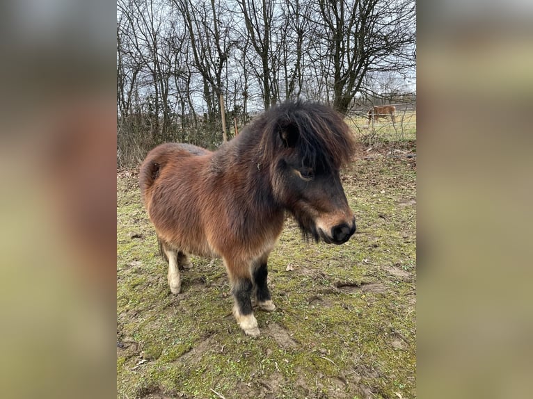 Shetland Ponys Stute 3 Jahre 93 cm Schecke in Meckenheim