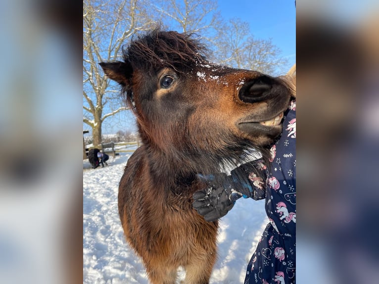 Shetland Ponys Stute 3 Jahre 93 cm Schecke in Meckenheim