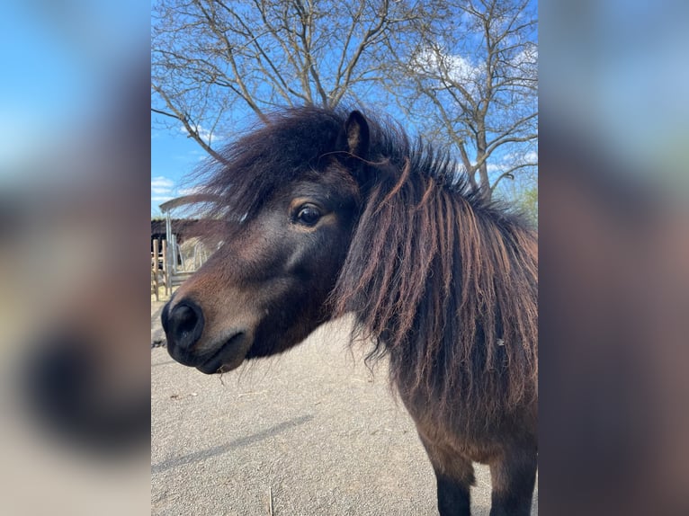 Shetland Ponys Stute 3 Jahre 93 cm Schecke in Meckenheim