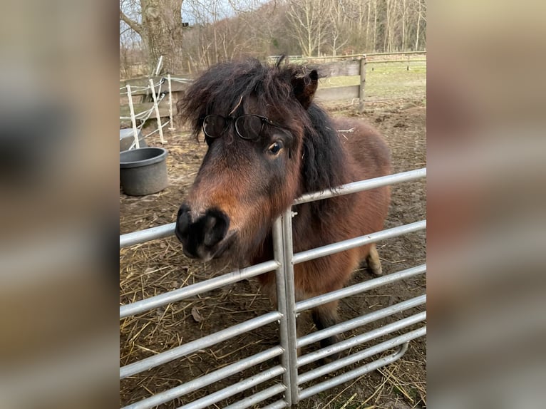 Shetland Ponys Stute 3 Jahre 93 cm Schecke in Meckenheim