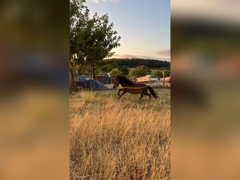 Shetland Ponys Stute 3 Jahre 94 cm Brauner in Haibach