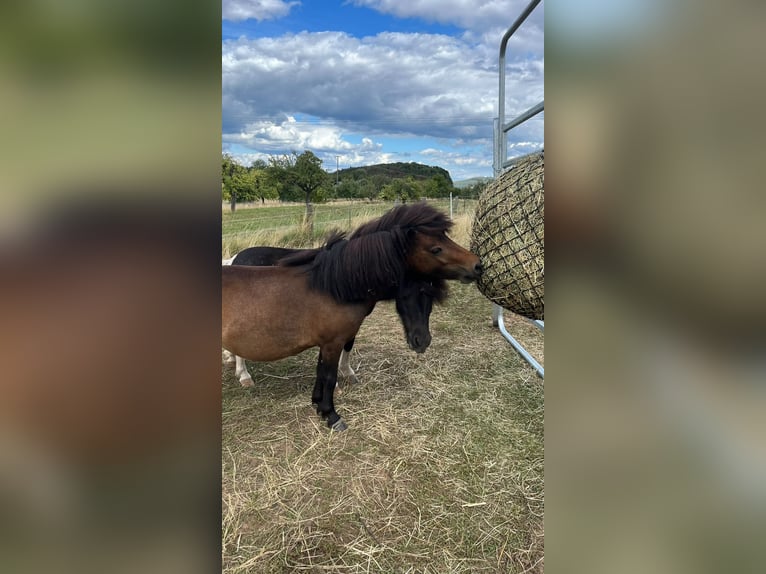 Shetland Ponys Stute 3 Jahre 94 cm Brauner in Haibach