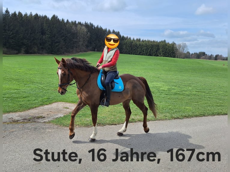 Shetland Ponys Stute 3 Jahre 94 cm Schecke in Argenbühl