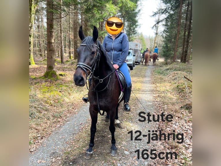 Shetland Ponys Stute 3 Jahre 94 cm Schecke in Argenbühl