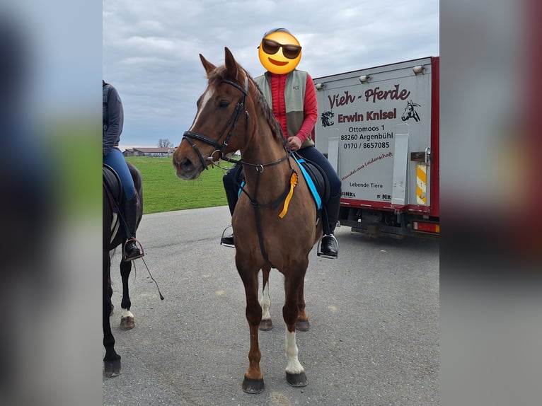 Shetland Ponys Stute 3 Jahre 94 cm Schecke in Argenbühl