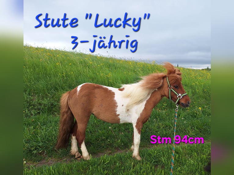 Shetland Ponys Stute 3 Jahre 94 cm Schecke in Argenbühl
