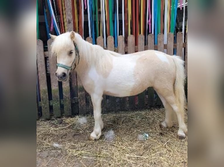 Shetland Ponys Stute 3 Jahre 95 cm Palomino in Himmelstadt