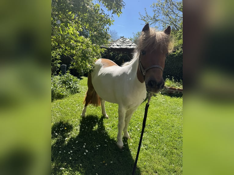 Shetland Ponys Stute 3 Jahre 97 cm Schecke in HunzelNastätten