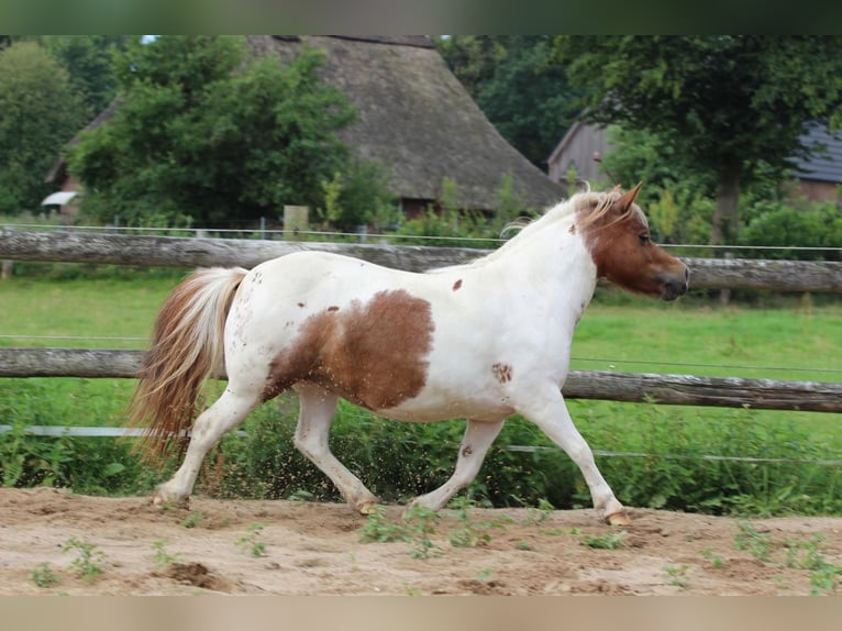 Shetland Ponys Stute 3 Jahre 97 cm Schecke in Hamburg Lemsahl-MellingstedtHamburg