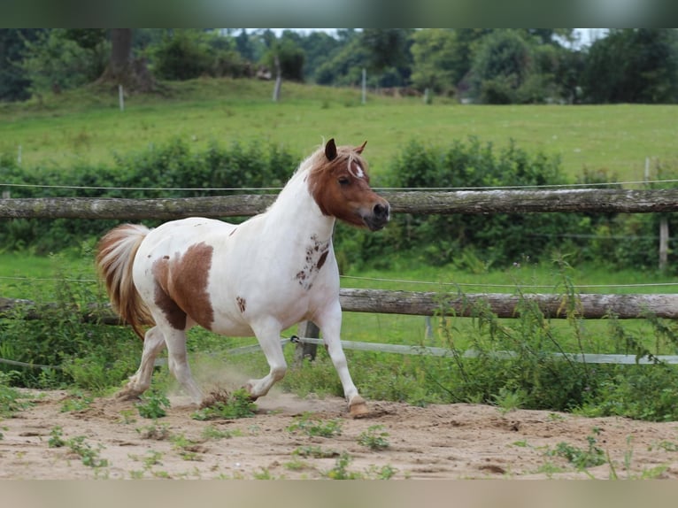 Shetland Ponys Stute 3 Jahre 97 cm Schecke in Hamburg Lemsahl-MellingstedtHamburg
