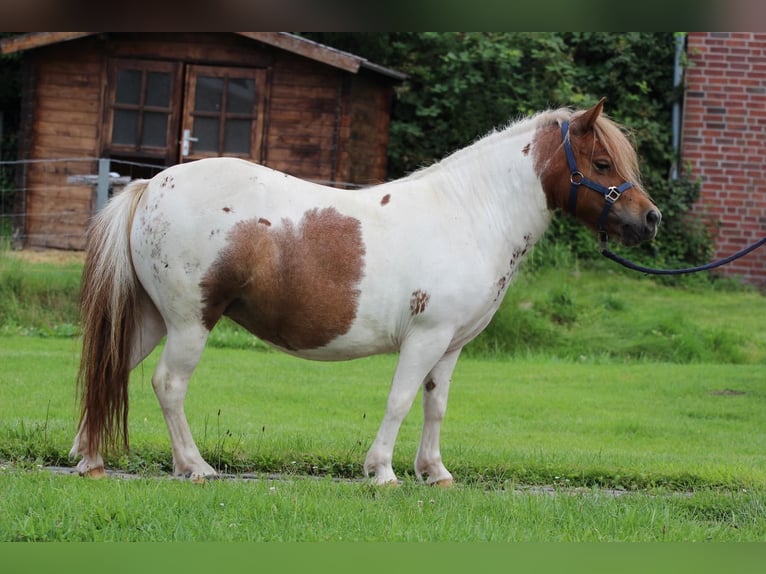 Shetland Ponys Stute 3 Jahre 97 cm Schecke in Hamburg Lemsahl-MellingstedtHamburg