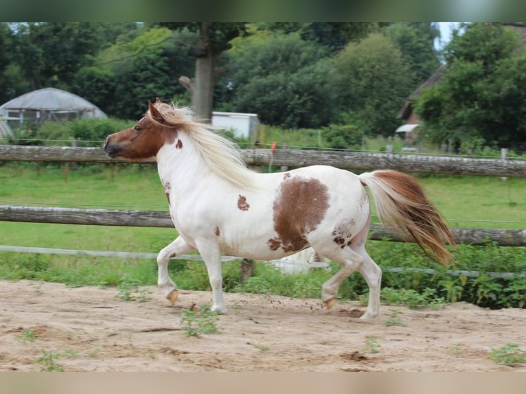 Shetland Ponys Stute 3 Jahre 97 cm Schecke in Hamburg Lemsahl-MellingstedtHamburg
