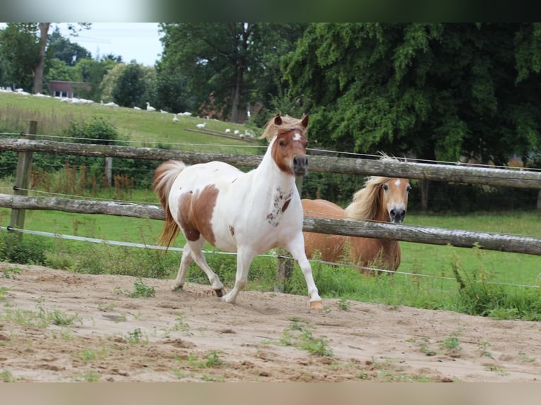 Shetland Ponys Stute 3 Jahre 97 cm Schecke in Hamburg Lemsahl-MellingstedtHamburg