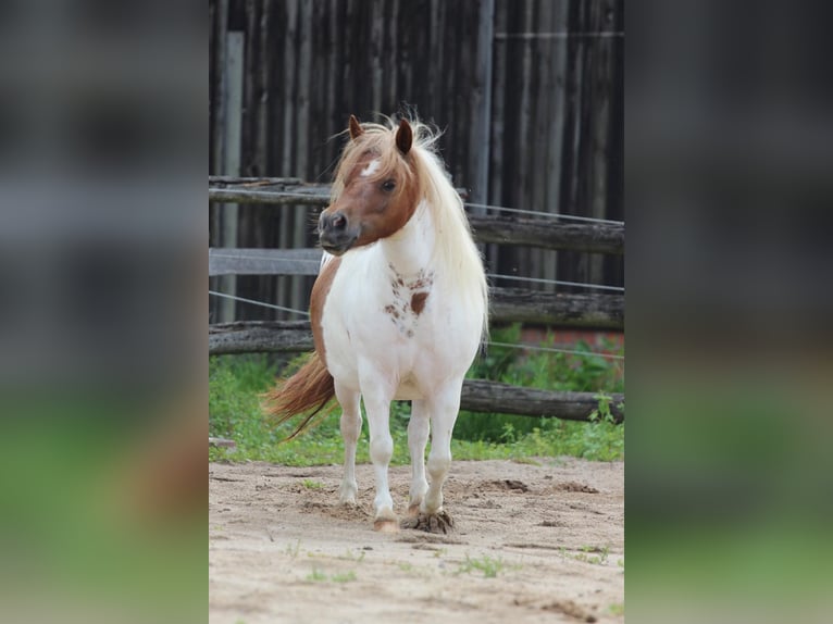 Shetland Ponys Stute 3 Jahre 97 cm Schecke in Hamburg Lemsahl-MellingstedtHamburg