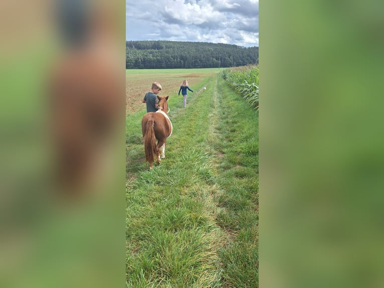 Shetland Ponys Stute 3 Jahre 98 cm Schecke in Gunzenhausen