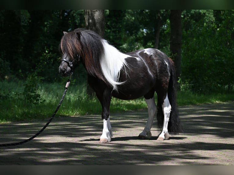 Shetland Ponys Stute 3 Jahre 98 cm Tobiano-alle-Farben in Barger-Compascuum