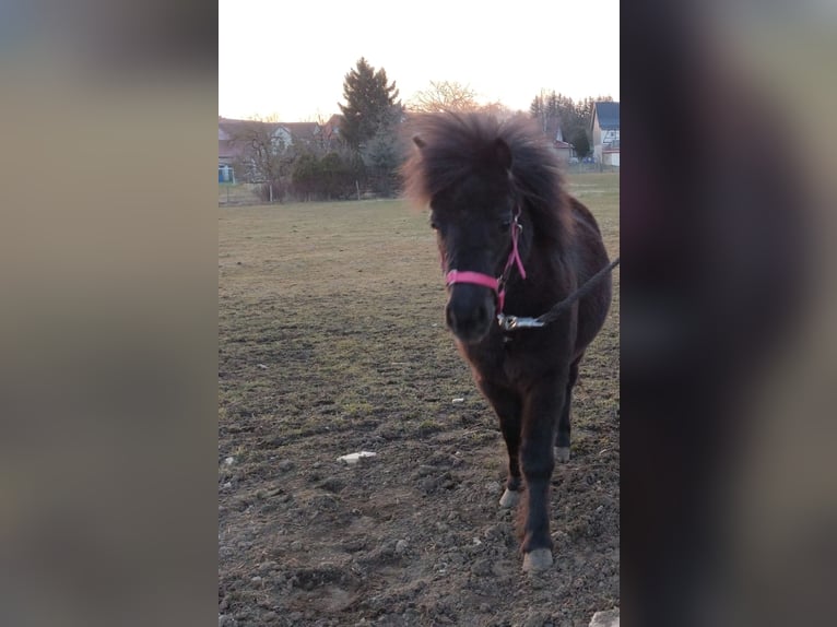 Shetland Ponys Stute 3 Jahre Rappe in Kaltohmfeld