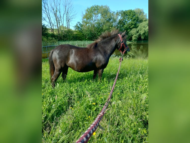 Shetland Ponys Stute 3 Jahre Rappe in Kaltohmfeld