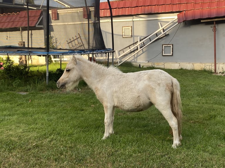 Shetland Ponys Stute 3 Jahre Schecke in Rhinow
