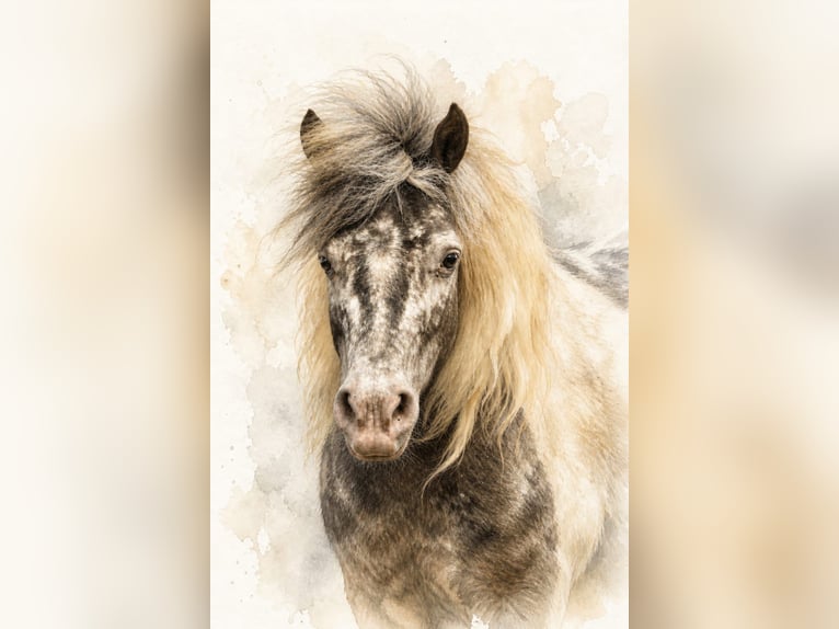 Shetland Ponys Stute 4 Jahre 100 cm Tigerschecke in Jade