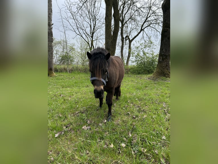 Shetland Ponys Stute 4 Jahre 102 cm in Loxstedt