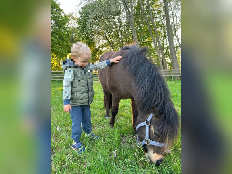 Shetland Ponys Stute 4 Jahre 102 cm in Loxstedt