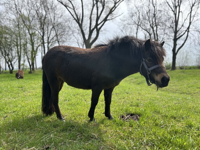 Shetland Ponys Stute 4 Jahre 102 cm in Loxstedt