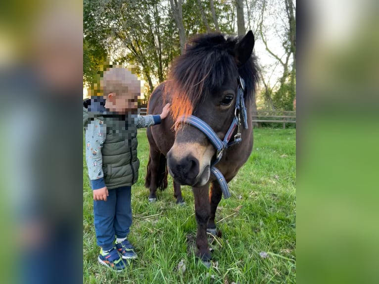 Shetland Ponys Stute 4 Jahre 102 cm in Loxstedt