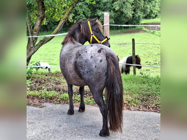 Shetland Ponys Stute 4 Jahre 103 cm Rappe in Argenbühl