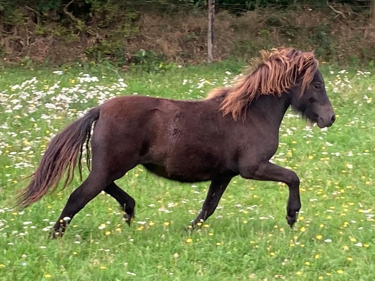 Shetland Ponys Stute 4 Jahre 104 cm Rappe in BosaU