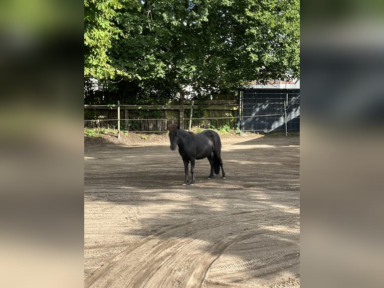 Shetland Ponys Stute 4 Jahre 104 cm Rappe in BosaU