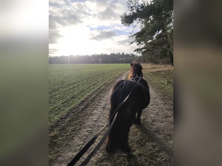 Shetland Ponys Stute 4 Jahre 105 cm Brauner in Bismark (Altmark)