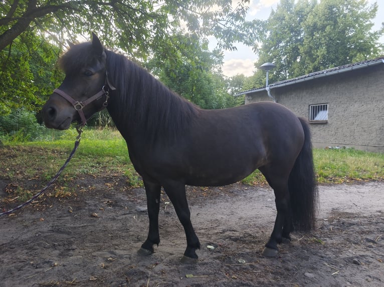Shetland Ponys Stute 4 Jahre 105 cm Brauner in Bismark (Altmark)