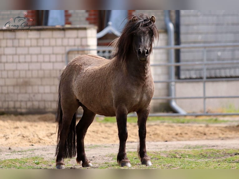 Shetland Ponys Stute 4 Jahre 105 cm Falbe in Gardelegen