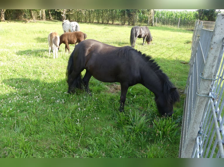 Shetland Ponys Stute 4 Jahre 105 cm Rappe in Velbert
