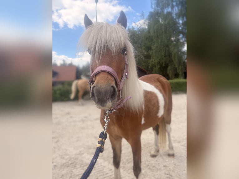 Shetland Ponys Stute 4 Jahre 106 cm Schecke in Kicinland