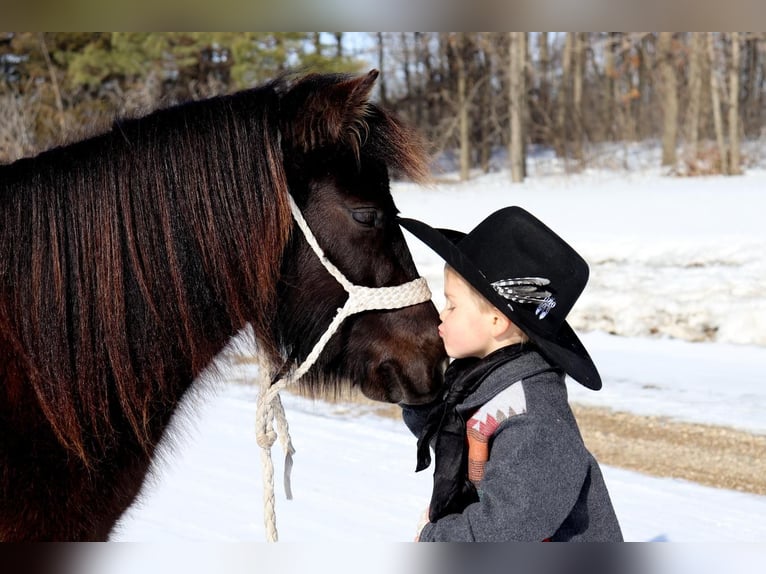 Shetland Ponys Stute 4 Jahre 109 cm in Fergus Falls, MN