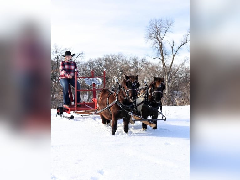 Shetland Ponys Stute 4 Jahre 109 cm in Fergus Falls, MN