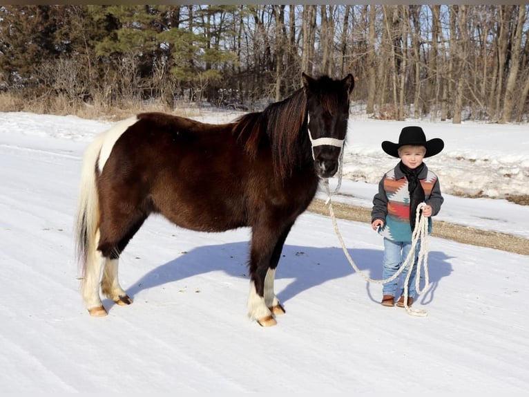 Shetland Ponys Stute 4 Jahre 109 cm in Fergus Falls, MN