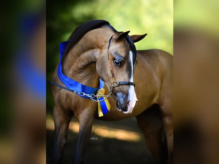 Shetland Ponys Stute 4 Jahre 119 cm Brauner in Borgstedt