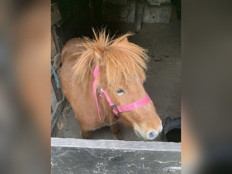 Shetland Ponys Stute 4 Jahre 85 cm Fuchs in Loker