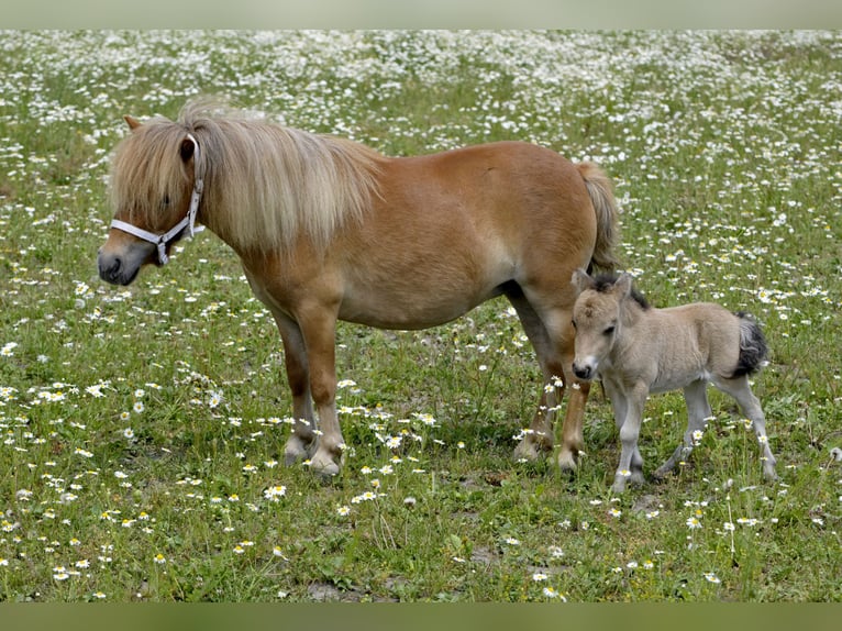 Shetland Ponys Stute 4 Jahre 85 cm Fuchs in Lodz