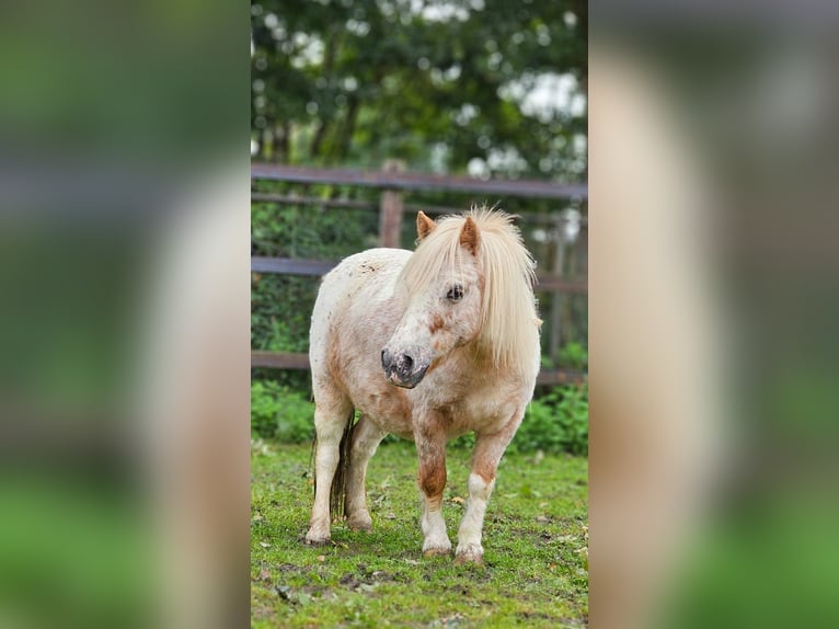 Shetland Ponys Stute 4 Jahre 85 cm in Hengelo