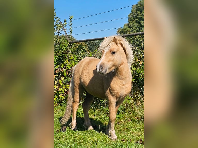 Shetland Ponys Stute 4 Jahre 85 cm in Hengelo