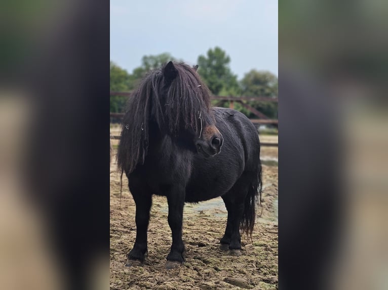 Shetland Ponys Stute 4 Jahre 85 cm in Hengelo