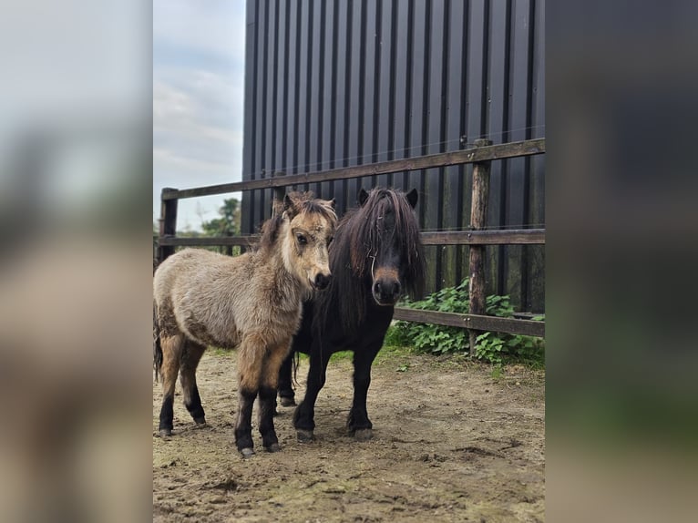 Shetland Ponys Stute 4 Jahre 85 cm in Hengelo