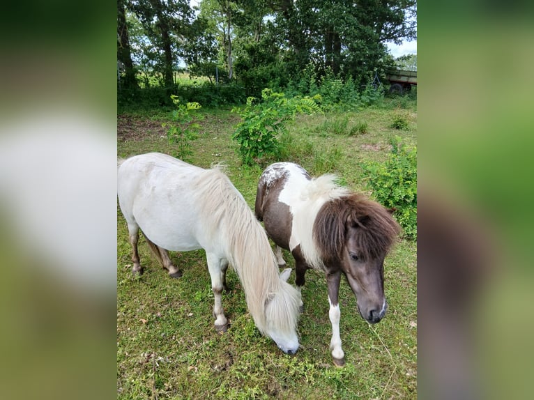 Shetland Ponys Stute 4 Jahre 93 cm Schecke in Diepenau