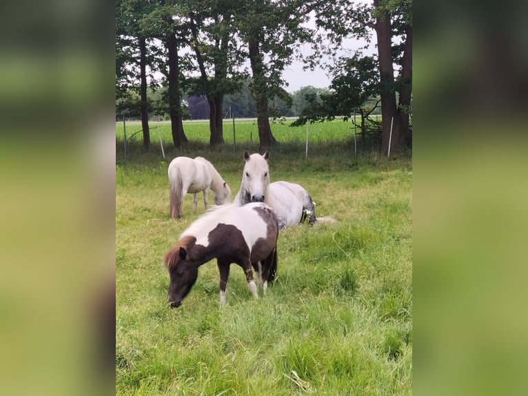 Shetland Ponys Stute 4 Jahre 93 cm Schecke in Diepenau