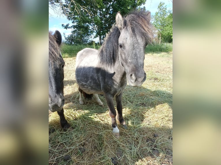 Shetland Ponys Stute 4 Jahre 97 cm Grullo in M&#xFC;geln